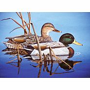 Paint by Numbers: Water Mallards